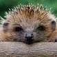 Hedgehog